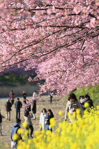 日本列岛开花最早的樱花——河津樱(图1)