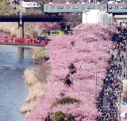 日本列岛开花最早的樱花——河津樱(图2)