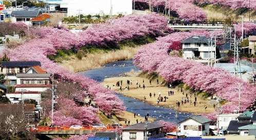 日本列岛开花最早的樱花——河津樱(图3)