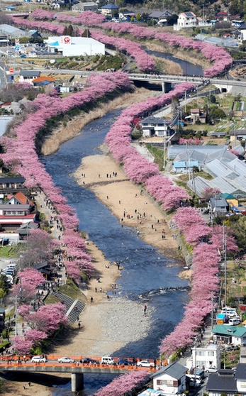 日本列岛开花最早的樱花——河津樱(图4)
